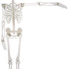 Halloween skeleton layout isolated on white