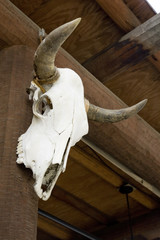 Cow Skull 2