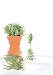 Lavender Herb Abstract