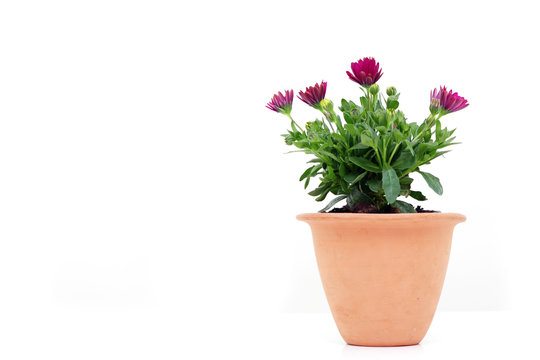 Kapk&ouml;rbchen im Topf