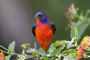Painted Bunting (Passerina ciris)