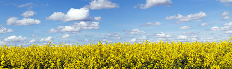 Rapeseed field panoramic landscape