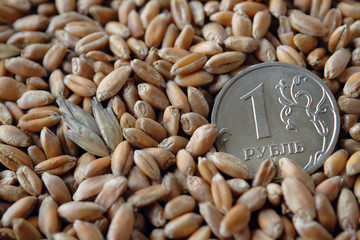 one ruble coin among wheat grains