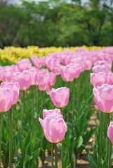 Tulips in full bloom at a park