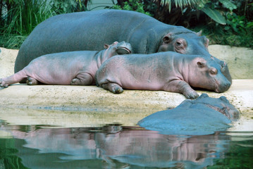 Fototapeta premium flusspferd,