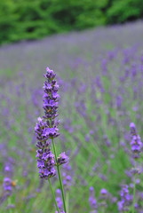 Obraz premium Lavendar field