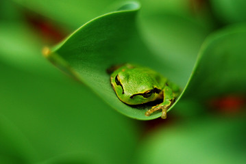 Green frog on a green leaf