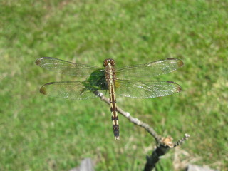 Libelle