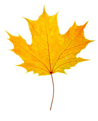 Naklejka na ściany i meble autumn maple-leaf