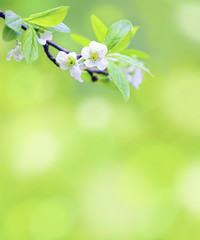 Tree branch with cherry flowers over green background