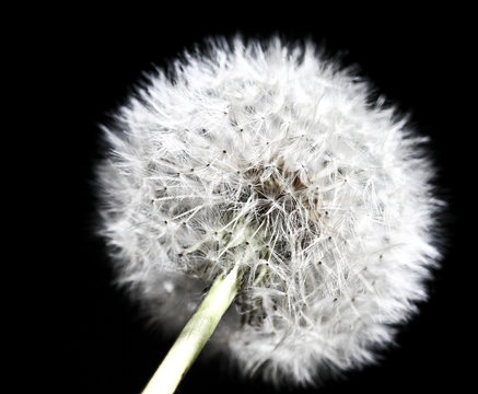 Dandilion Detail