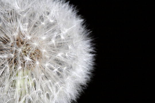 Fototapeta dandilion background