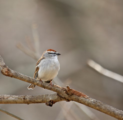 Chipping Sparrow