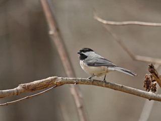 Fototapeta premium Black-capped Chickadee