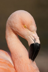The Detail Of Cuban Flamingo