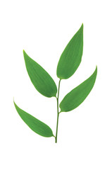 Green leaf isolated on the white background