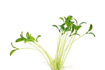 Fototapeta premium Green saplings isolated on the white background