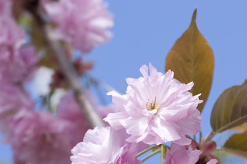 Kirschblüte