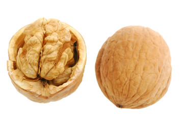 Walnut open