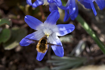 Biene an einer Blüte © Christof Lippmann