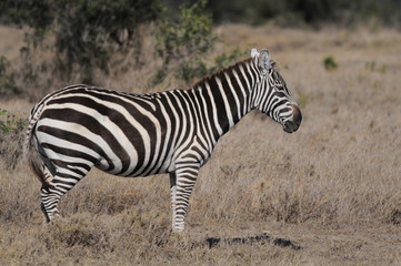 Fototapeta na wymiar Plains Zebra (Equus Quagga) at Masai Mara, Kenya