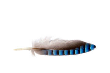 close up of one feather