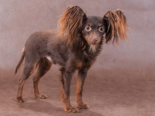 Young pedigree dog of  Moscow long-haired  toy terrier