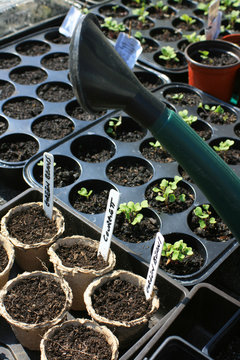 Seedling & Pots