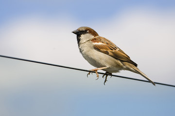 Spatz