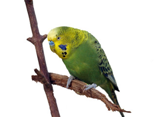 Wellensittich