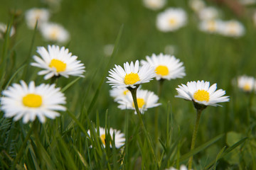 gänseblümchen