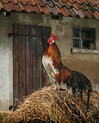 Hahn kräht auf dem Mist © Ingo Bartussek