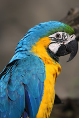 Blue and Yellow Macaw (Ara ararauna)
