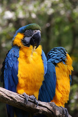 Blue and Yellow Macaw (Ara ararauna)