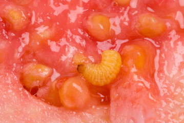 Guava Worm © Vinicius Tupinamba