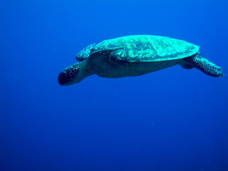 Obraz premium Tortuga sobre azul II