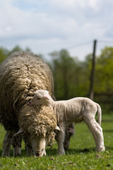 Lambs