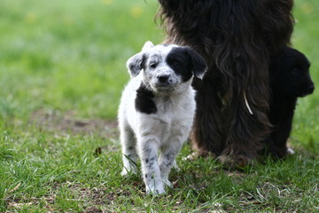 Hundewelpe mit Papa