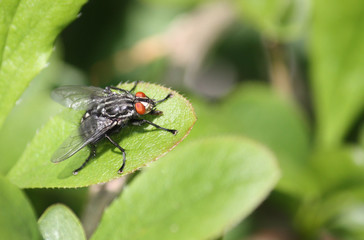 A Garden Fly on a Green Leaf.