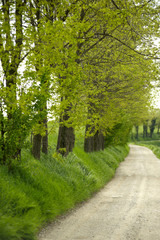 strada tre gli alberi