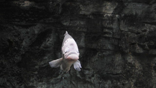 Gro&szlig;er Fisch
