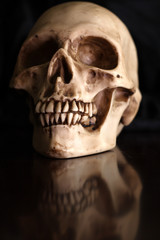 Human skull