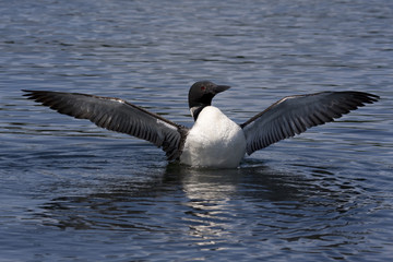 Common Loon XIV (Gavia immer)