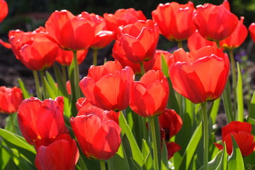 Rote Tulpen / red tulips