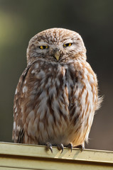 The Little Owl (Athene noctua), K.Tivon, Israel