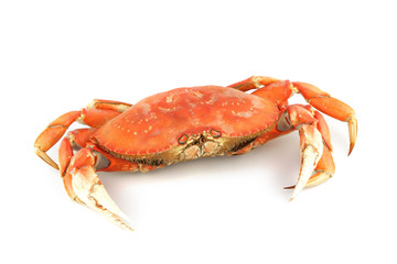 dungeness crab