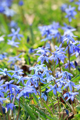 Beautiful blue snowdrops