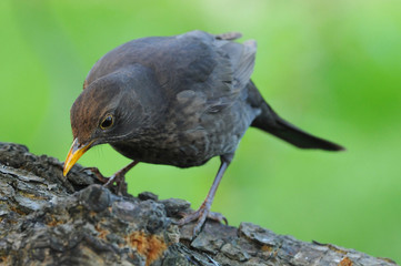 Amsel 3