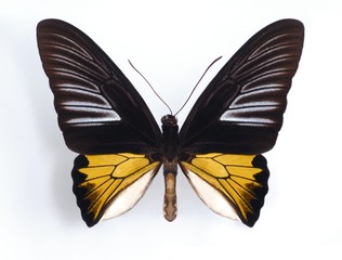 Troides rhadamantus