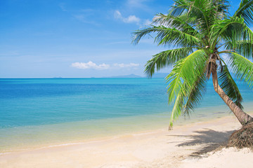 Obraz na płótnie Canvas plaża z palmy kokosowej i morza